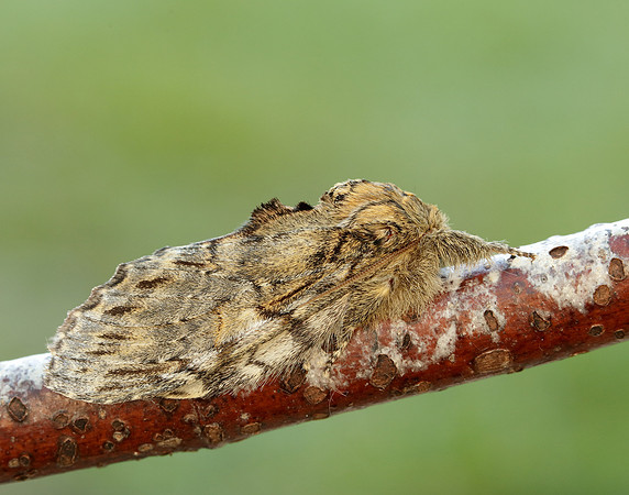 71.016 BF2005 Great Prominent Peridea anceps
