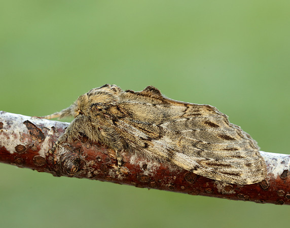 71.016 BF2005 Great Prominent Peridea anceps