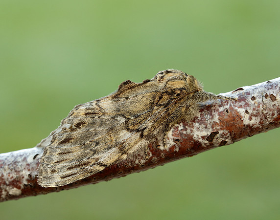 71.016 BF2005 Great Prominent Peridea anceps