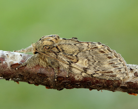 71.016 BF2005 Great Prominent Peridea anceps