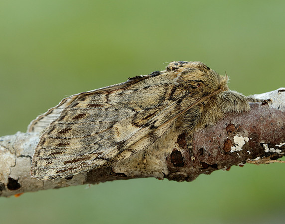 71.016 BF2005 Great Prominent Peridea anceps