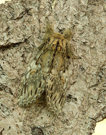 71.016 BF2005 Great Prominent Peridea anceps