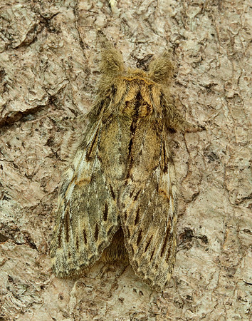 71.016 BF2005 Great Prominent Peridea anceps