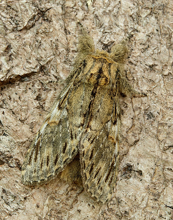 71.016 BF2005 Great Prominent Peridea anceps