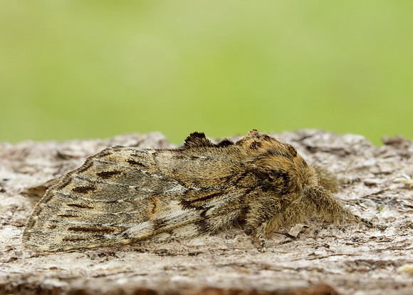 71.016 BF2005 Great Prominent Peridea anceps