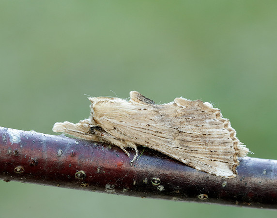 1.020 BF2011 Pale Prominent Pterostoma palpina
