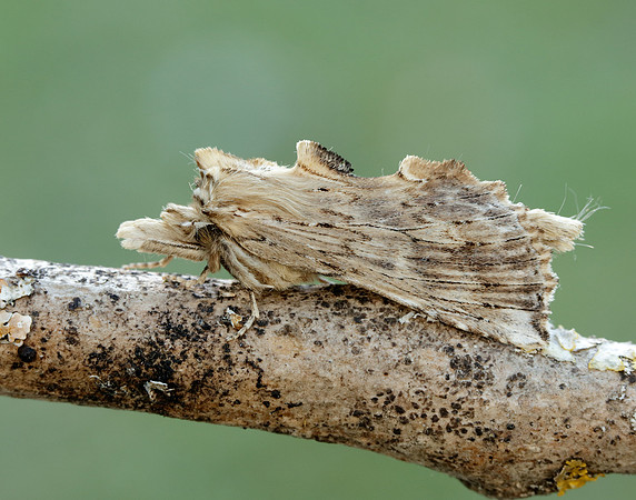 1.020 BF2011 Pale Prominent Pterostoma palpina