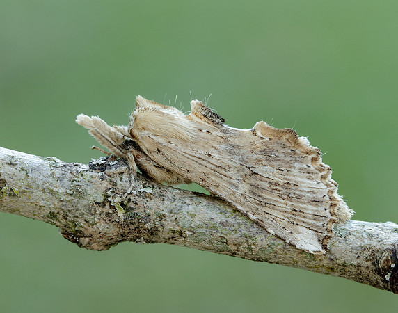 1.020 BF2011 Pale Prominent Pterostoma palpina