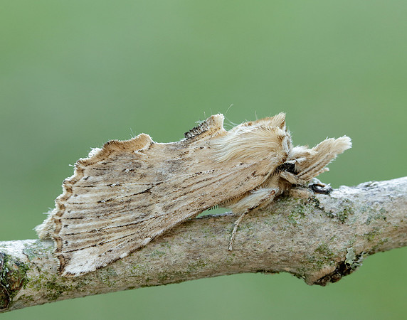 1.020 BF2011 Pale Prominent Pterostoma palpina