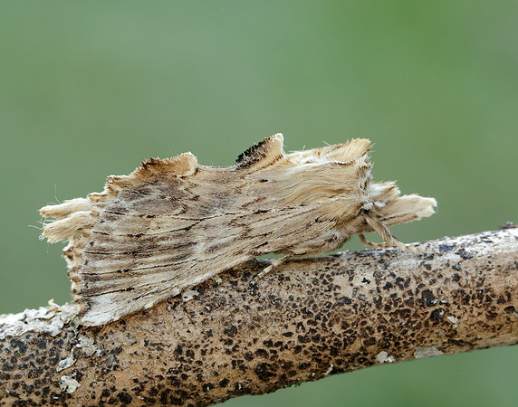 1.020 BF2011 Pale Prominent Pterostoma palpina
