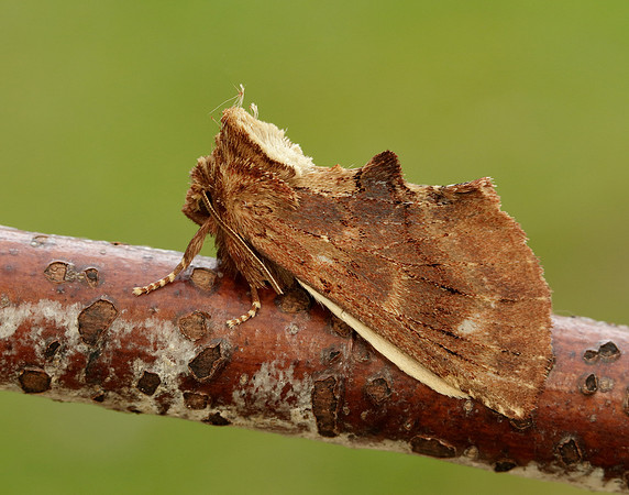 71.021 BF2008 Coxcomb Prominent Ptilodon capucina