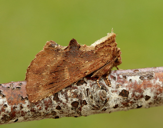 71.021 BF2008 Coxcomb Prominent Ptilodon capucina