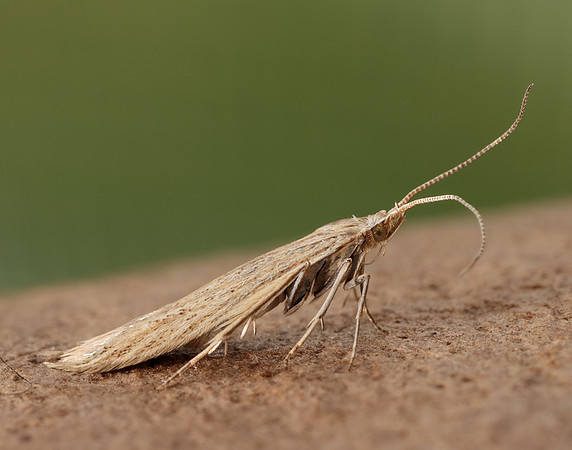 37.104 BF567 Coleophora adspersella
