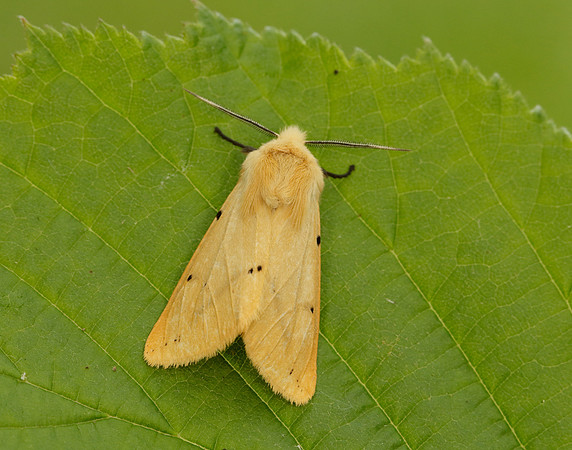 72.019 BF2061 Buff Ermine Spilosoma lutea