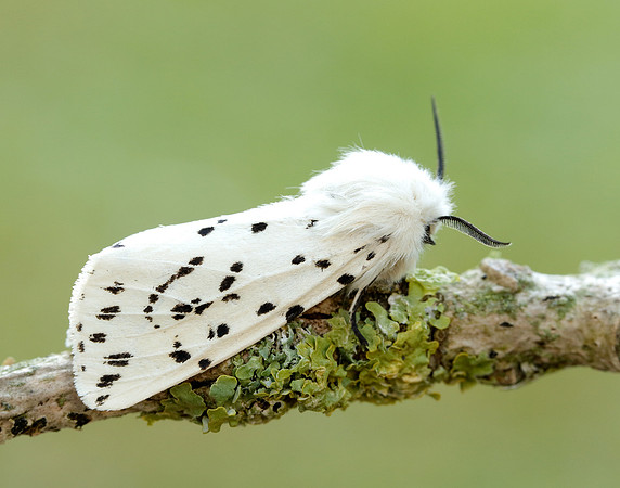 72.020 BF2060 White Ermine Spilosoma lubricipeda