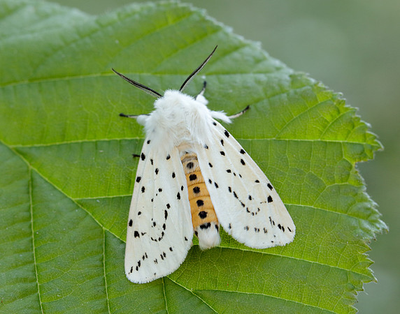 72.020 BF2060 White Ermine Spilosoma lubricipeda