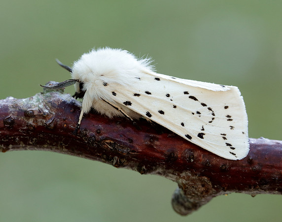72.020 BF2060 White Ermine Spilosoma lubricipeda