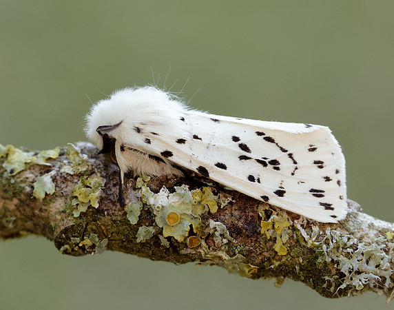 72.020 BF2060 White Ermine Spilosoma lubricipeda