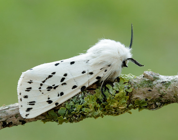 72.020 BF2060 White Ermine Spilosoma lubricipeda