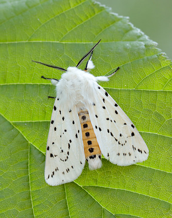 72.020 BF2060 White Ermine Spilosoma lubricipeda