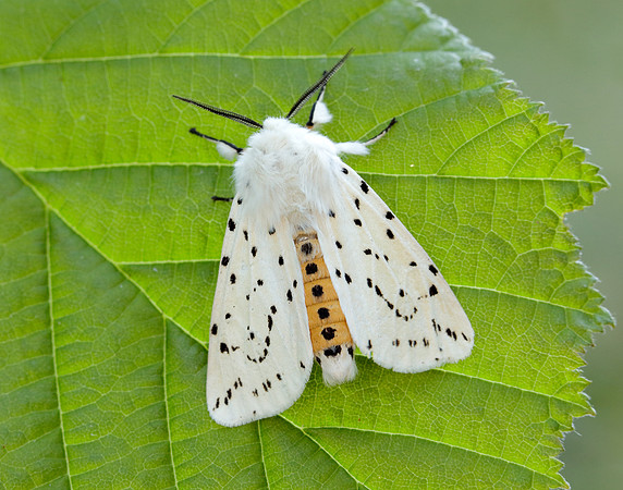 72.020 BF2060 White Ermine Spilosoma lubricipeda