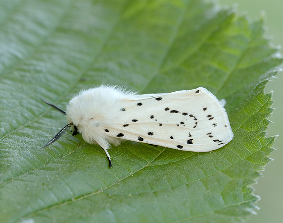 72.020 BF2060 White Ermine Spilosoma lubricipeda