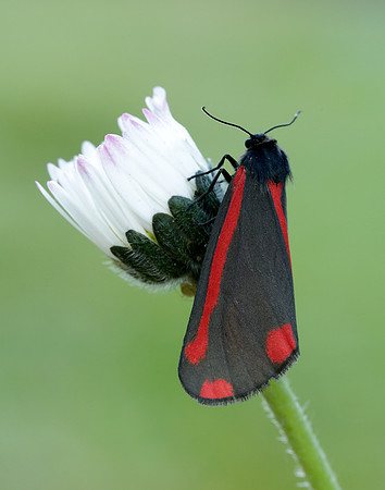 72.031 BF2069 Cinnabar Tyria jacobaeae