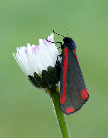 72.031 BF2069 Cinnabar Tyria jacobaeae