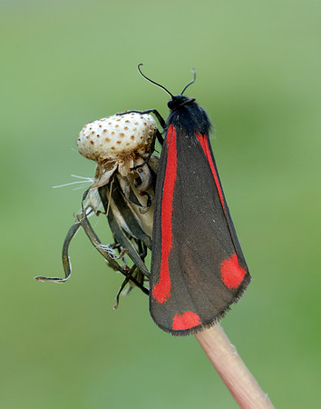 72.031 BF2069 Cinnabar Tyria jacobaeae