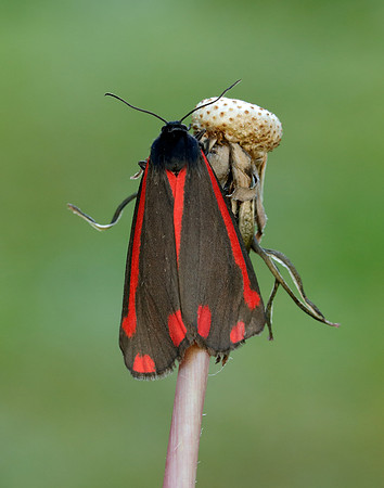 72.031 BF2069 Cinnabar Tyria jacobaeae
