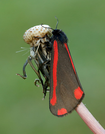 72.031 BF2069 Cinnabar Tyria jacobaeae