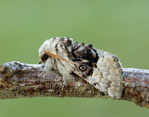 73.032 BF2425 Nut-tree Tussock Colocasia coryli