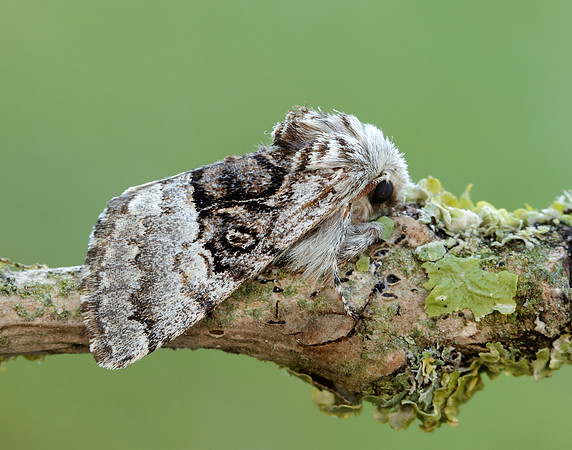 73.032 BF2425 Nut-tree Tussock Colocasia coryli