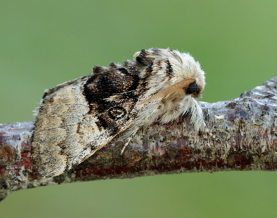 73.032 BF2425 Nut-tree Tussock Colocasia coryli