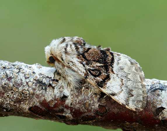 73.032 BF2425 Nut-tree Tussock Colocasia coryli