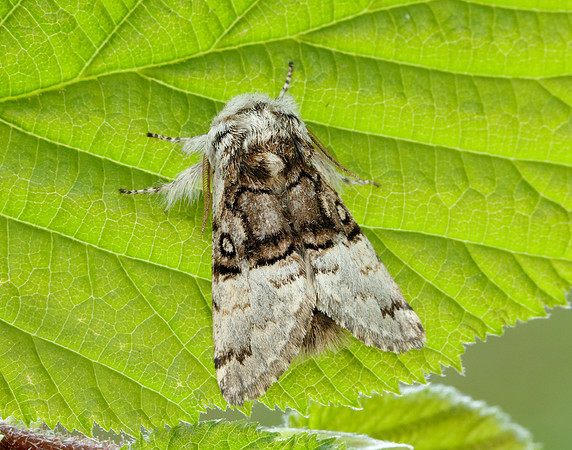 73.032 BF2425 Nut-tree Tussock Colocasia coryli