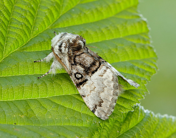 73.032 BF2425 Nut-tree Tussock Colocasia coryli