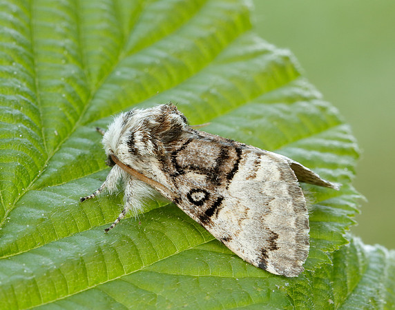 73.032 BF2425 Nut-tree Tussock Colocasia coryli