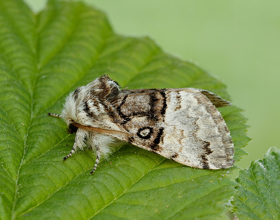 73.032 BF2425 Nut-tree Tussock Colocasia coryli