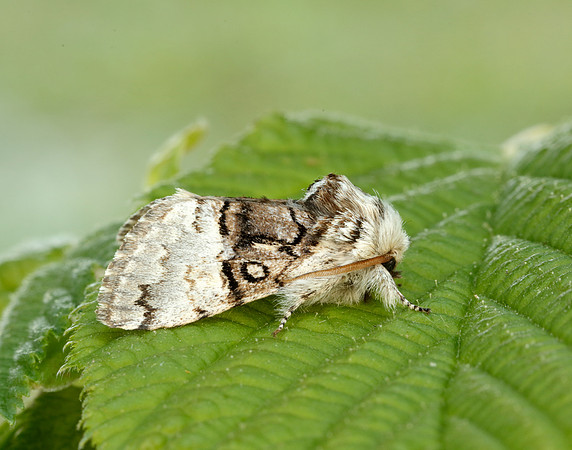 73.032 BF2425 Nut-tree Tussock Colocasia coryli
