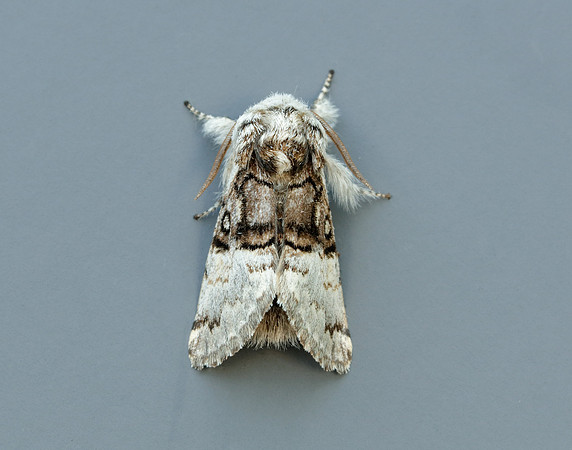 73.032 BF2425 Nut-tree Tussock Colocasia coryli