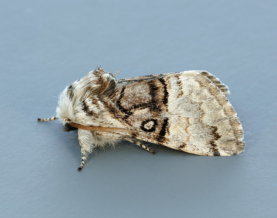 73.032 BF2425 Nut-tree Tussock Colocasia coryli