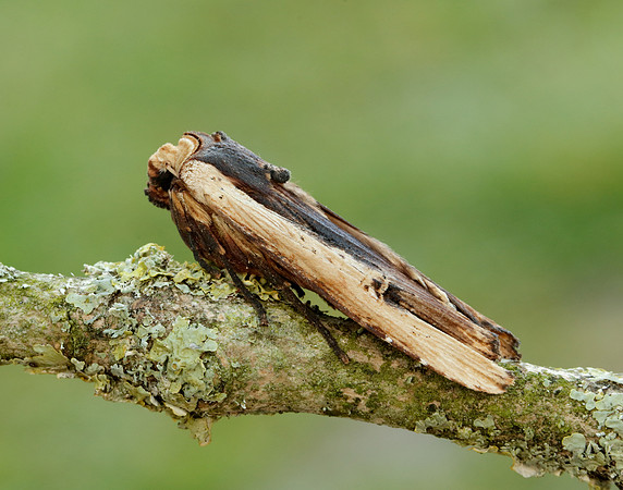 73.209 BF2241 Red Sword-grass Xylena vetusta