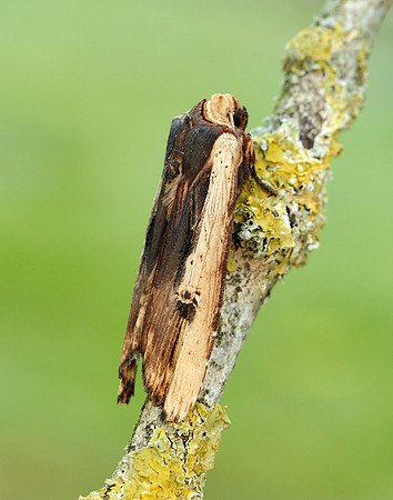 73.209 BF2241 Red Sword-grass Xylena vetusta