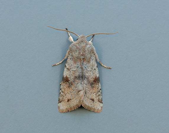 73.242 BF2188 Clouded Drab Orthosia incerta