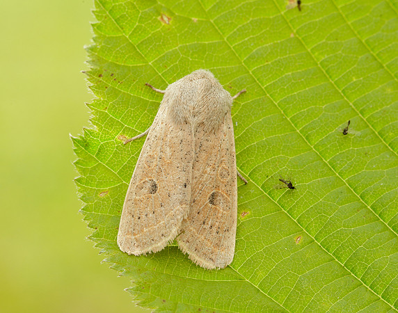 73.247 BF2186 Powdered Quaker Orthosia gracilis