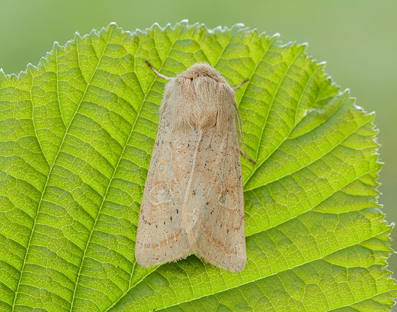 73.247 BF2186 Powdered Quaker Orthosia gracilis