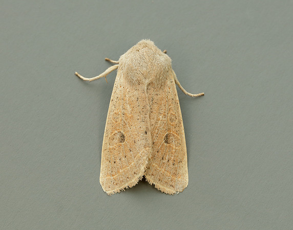 73.247 BF2186 Powdered Quaker Orthosia gracilis