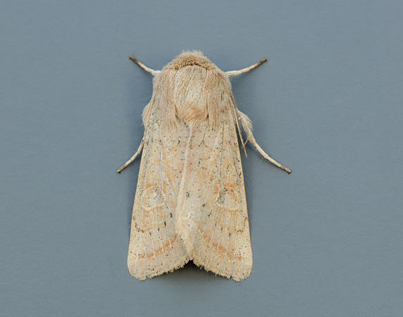 73.247 BF2186 Powdered Quaker Orthosia gracilis