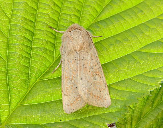 73.247 BF2186 Powdered Quaker Orthosia gracilis